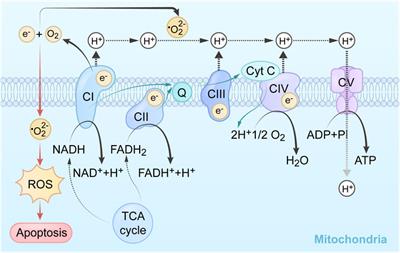 The mechanisms of action of mitochondrial targeting agents in cancer: inhibiting oxidative phosphorylation and inducing apoptosis